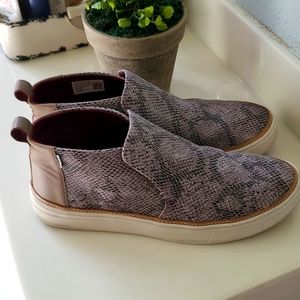 Gray Toms